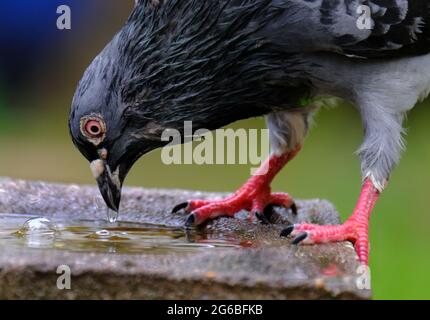 Feral pigeons, also called city doves, city pigeons, or street pigeons, are pigeons that are descended from the domestic pigeons gone wild. Stock Photo