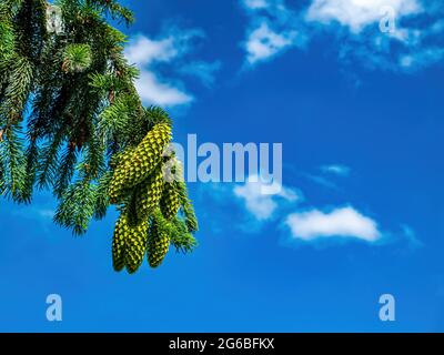 Spruce tree branch with green cones against the blue sky. Stock Photo