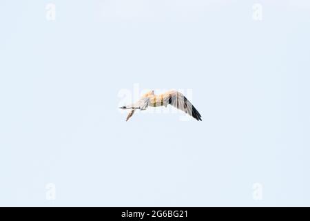 A detailed Kestrel floats against a beautiful blue sky with white clouds, The bird of prey is on the hunt for prey. Stock Photo