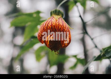 Red Abutilon (Chinese lantern) Flower and commonly known as Abutilon pictum, Abutilon striatum, Redvein Abutilon, Indian mallow artery, Redvein Maple Stock Photo