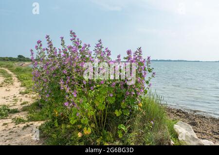 Common mallow (Malva sylvestris) wildflowers growing by the coast in West Sussex, England, UK, during July Stock Photo