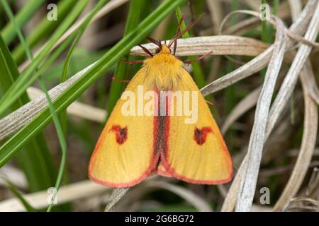 Clouded buff moth (Diacrisia sannio) male on heathland in June, Berkshire, UK Stock Photo