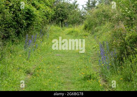 Wildflowers including viper's-bugloss (Echium vulgare) at Oxenbourne Down in Queen Elizabeth Country Park, Hampshire, England, UK, during summer Stock Photo