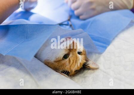 Cat on surgical table during surgery castration in veterinary clinic.Veterinary doctor during cat surgery in veterinary clinic.operation is performed Stock Photo