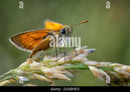 Large skipper sitting in a meadow on a blade of grass Stock Photo