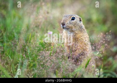 Protected ground squirrel reserve on a green field. Stock Photo