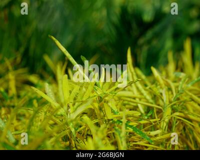 Light yellow color multiple leaves closeup with dark green blur tree background. Stock Photo