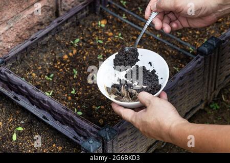 Coffee grounds being added to baby basil plant as natural organic