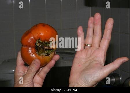 Japanese Persimmon and Hand Stock Photo