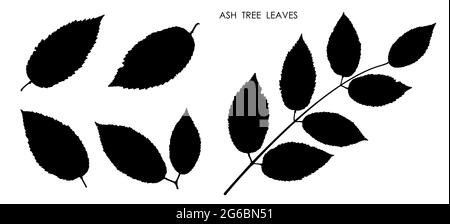 Black silhouettes of leaves isolated on white background. Autumn fallen leaves of ash tree. Vector Stock Vector