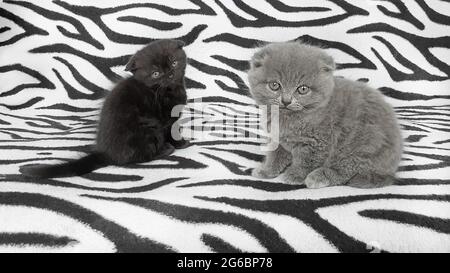 Black and gray kitten on a bedspread. Copy space. Stock Photo