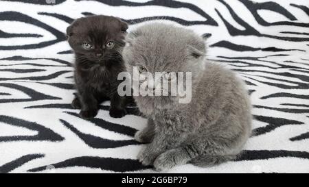 Black and gray kitten on a bedspread. Copy space. Stock Photo