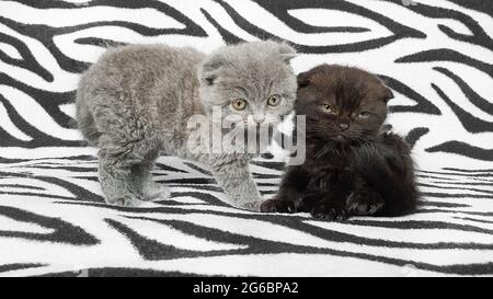 Black and gray kitten on a bedspread. Copy space. Stock Photo