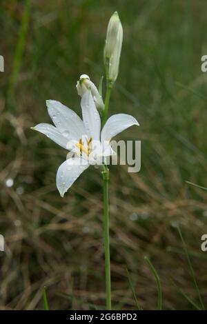 Graceful trumpet-shaped white flowers of St Bruno’s lily in an alpine meadow, some raindrops on the petals Stock Photo