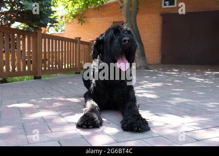 Portrait of Giant Schnauzer on the backyard. Big black giant schnauzer dog lying in the yard in summer day Stock Photo