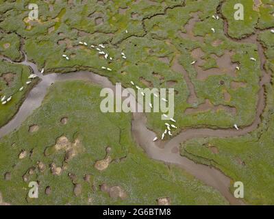 Overhead drone shot of Sheep on salt marsh Stock Photo