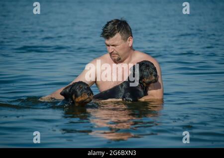 A man with two young dogs swimming in the sea. An adult man and three-month-old Rottweiler puppies. The pets and their owner cool off from the summer Stock Photo