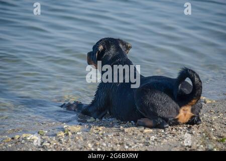 Young black dog lies on the beach with his front paws in the water. Three-month-old Rottweiler puppy. Summertime, daytime. No people. Stock Photo