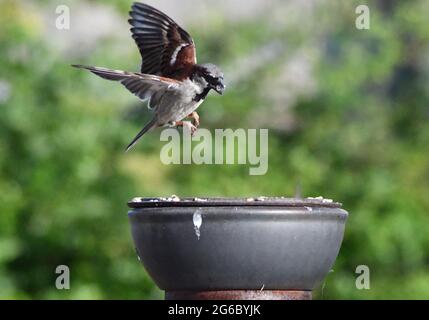 Male house sparrow landing on a feeding tray on a summers day in the UK Stock Photo