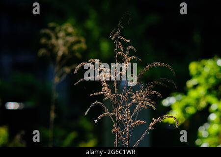 Berlin, Germany. 30th May, 2021. A faded plant stands in the Luisenstadt cemetery. Credit: Stefan Jaitner/dpa/Ģ����ý Live News Stock Photo