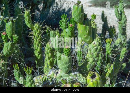 Close-up sunlight photo of wild cactus, (Cactaceae) Opuntia cylindrica, also called, cactus cylindricus. Stock Photo