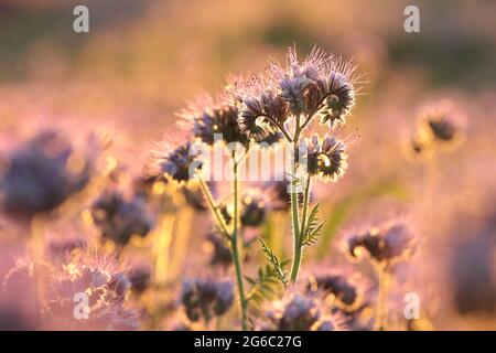 Lacy phacelia in the field during sunrise Stock Photo