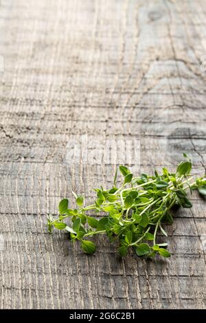 Brunch  of lemon balm herb on rustic wooden table Stock Photo