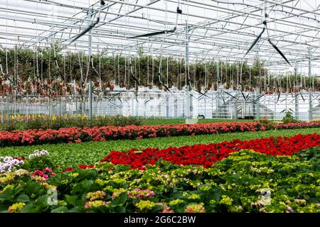 modern garden center greenhouse with flowers and plants. ornamental greenery nursery Stock Photo