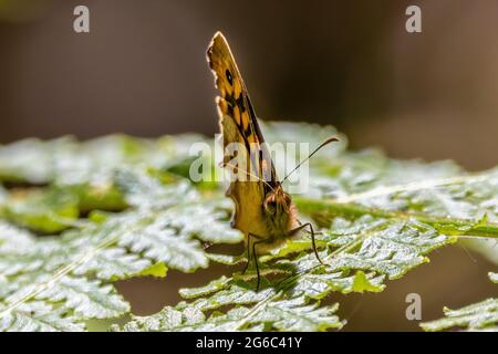 The speckled wood (Pararge aegeria) is a butterfly found in and on the borders of woodland areas throughout much of the Palearctic realm. Stock Photo