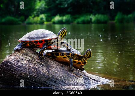Three striped-neck terrapins (Caspian Turtles) bask on a partly submerged tree trunk at Ackers Pit, Warrington, Cheshire Stock Photo