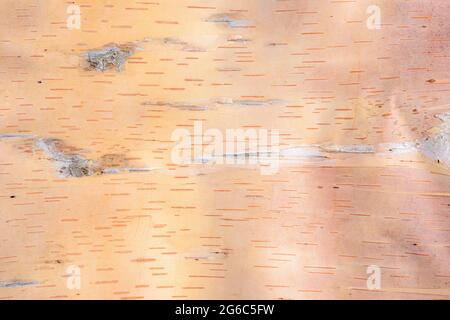 Birch bark background. This is light brown piece of bark. Texture in bark is not noise. Stock Photo