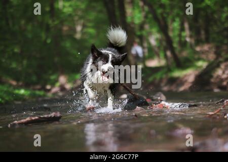 Funny Border Collie Runs in Water with Stick in its Mouth. Crazy Black and White Dog Haves Fun in River. Stock Photo