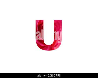 Letter U of the alphabet made with a photo of a red rose, isolated on a white background Stock Photo