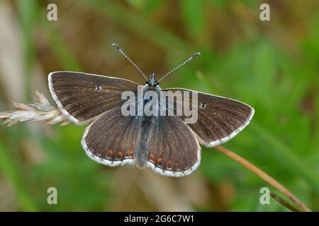 The rare Northern Brown Argus butterfly, male, Cumbria, England Stock Photo