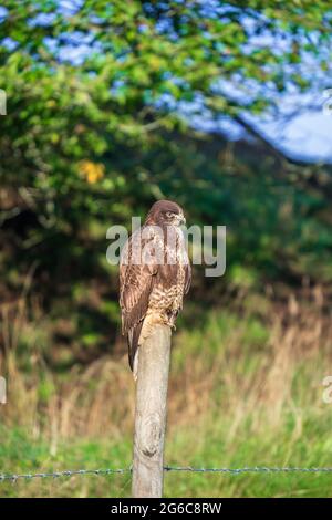 Common Buzzard sitting on a wood post and looking Stock Photo