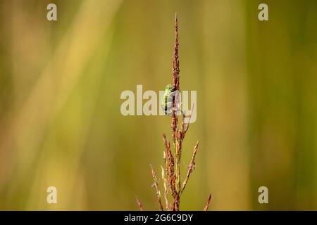Small insect in plant. Nature for all. Stock Photo