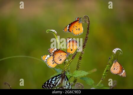 Collection of Butterfly. Plain tiger  and tiger butterflies. Stock Photo