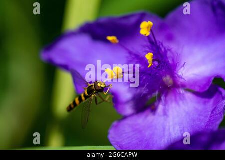 A male long hoverfly (Sphaerophoria scripta) on the flower of a Tradescantia Stock Photo