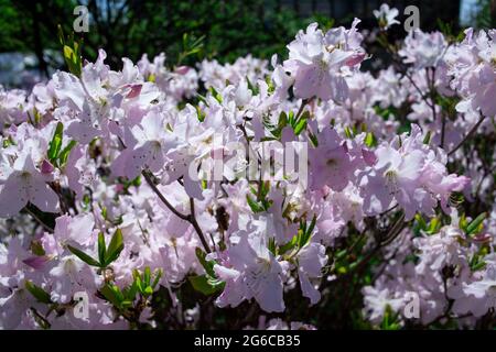 Pink rhododendron flowers on fresh rhododendron bushes during spring time. Flowering period in the botanical garden Stock Photo