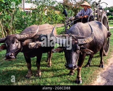 Farmer riding on cart pulled by water buffalo, rural Tay Ninh, Vietnam Stock Photo