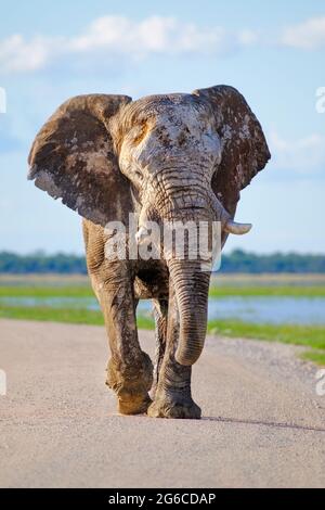 African elephant bull (Loxodonta africana) walks towards camera displaying his tusks. Etosha National Park, Namibia, Africa Stock Photo