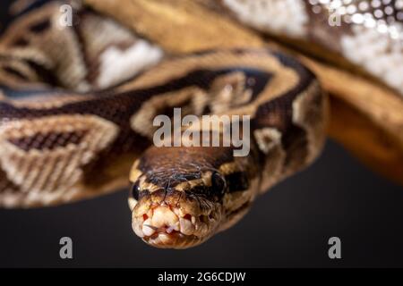 Royal Python  (Python regius) Studio Photography Stock Photo