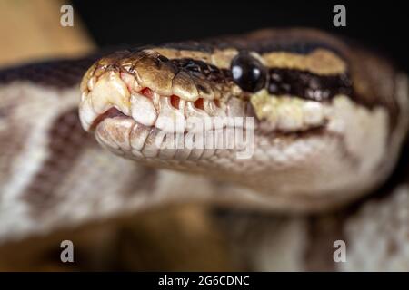 Royal Python  (Python regius) Studio Photography Stock Photo