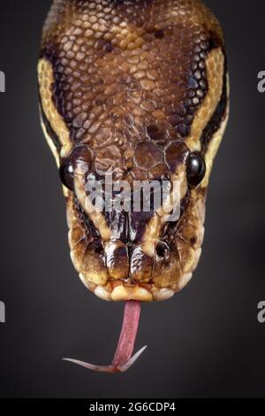 Royal Python  (Python regius) Studio Photography Stock Photo