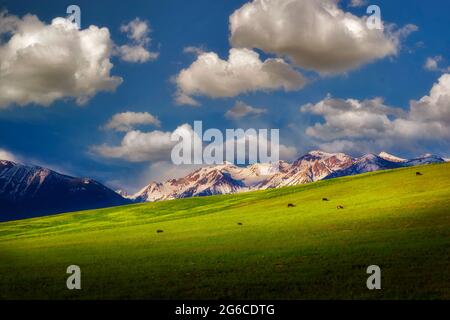 Cows graziing in pasture with wallowa mountains. Oregon Stock Photo
