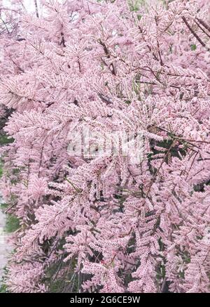 Tamarix ramosissima Pink Cascade in bloom in the spring.. Stock Photo