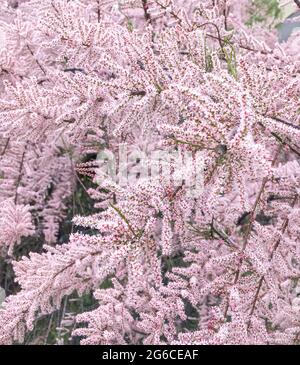 Tamarix ramosissima Pink Cascade in bloom in the spring.. Stock Photo