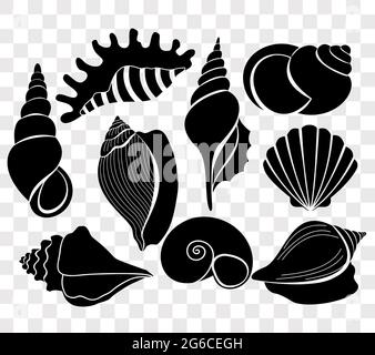 Vector illustration set of beautiful sea shells black silhouettes isolated on transparent background. Stock Vector