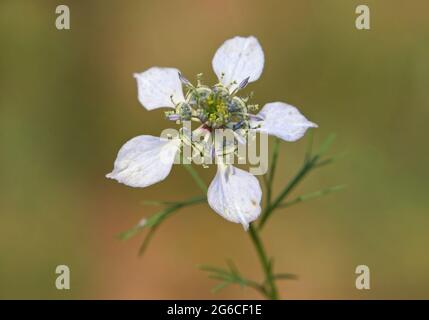 Nigella arvensis blooming plant Stock Photo