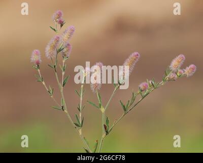 Rabbitfoot clover, Trifolium arvense Stock Photo